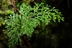 Hymenophyllum pluviatile. Fertile frond with solitary sori on the lamina segments.  
 Image: L.R. Perrie © Te Papa 2012 CC BY-NC 3.0 NZ